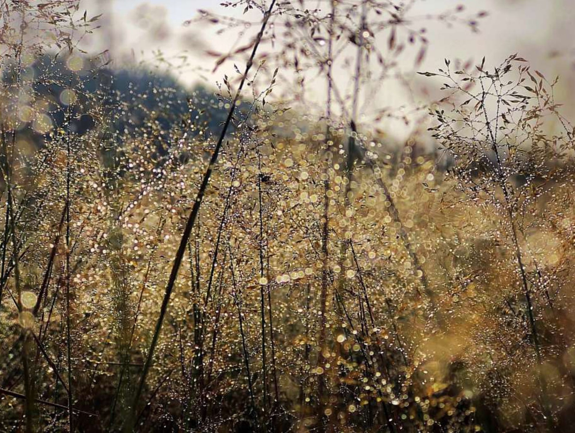 Maria Nowak – capture autumn 16×20